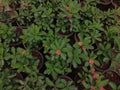 Euphorbia milii, theÃÂ crown of thorns plants in the garden